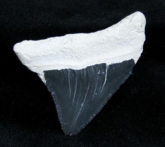 Inch Posterior Megalodon Tooth #1354